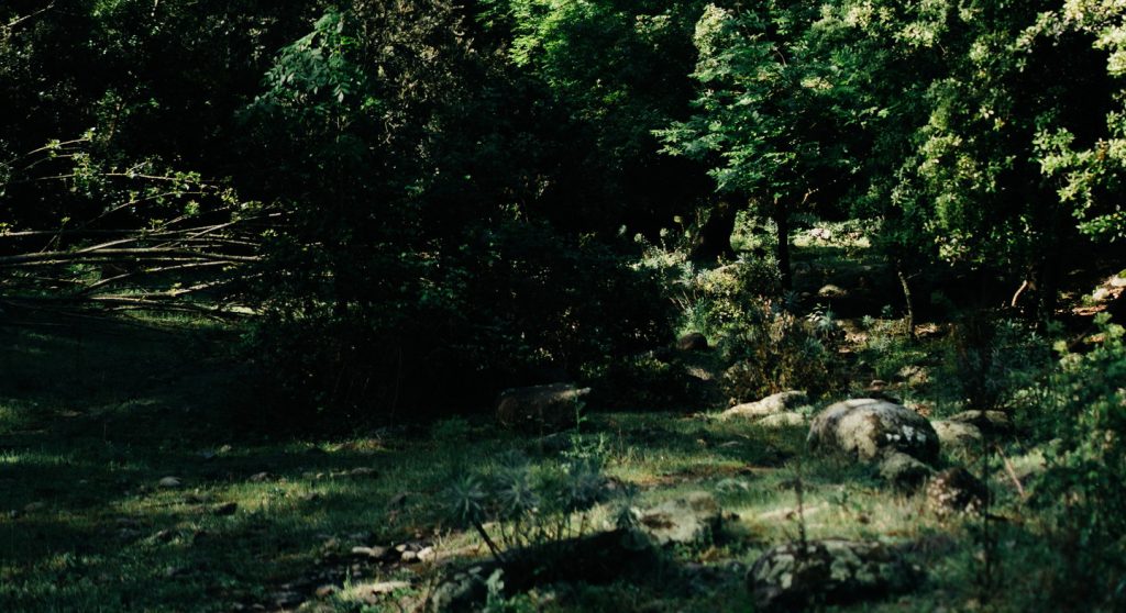 Pyrenäenwald, natürliche Inspiration für Koshi-Klangspiele